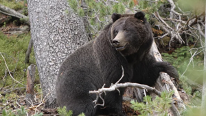 In Ramban, J&K, a Wild Bear Spotted On School Premises