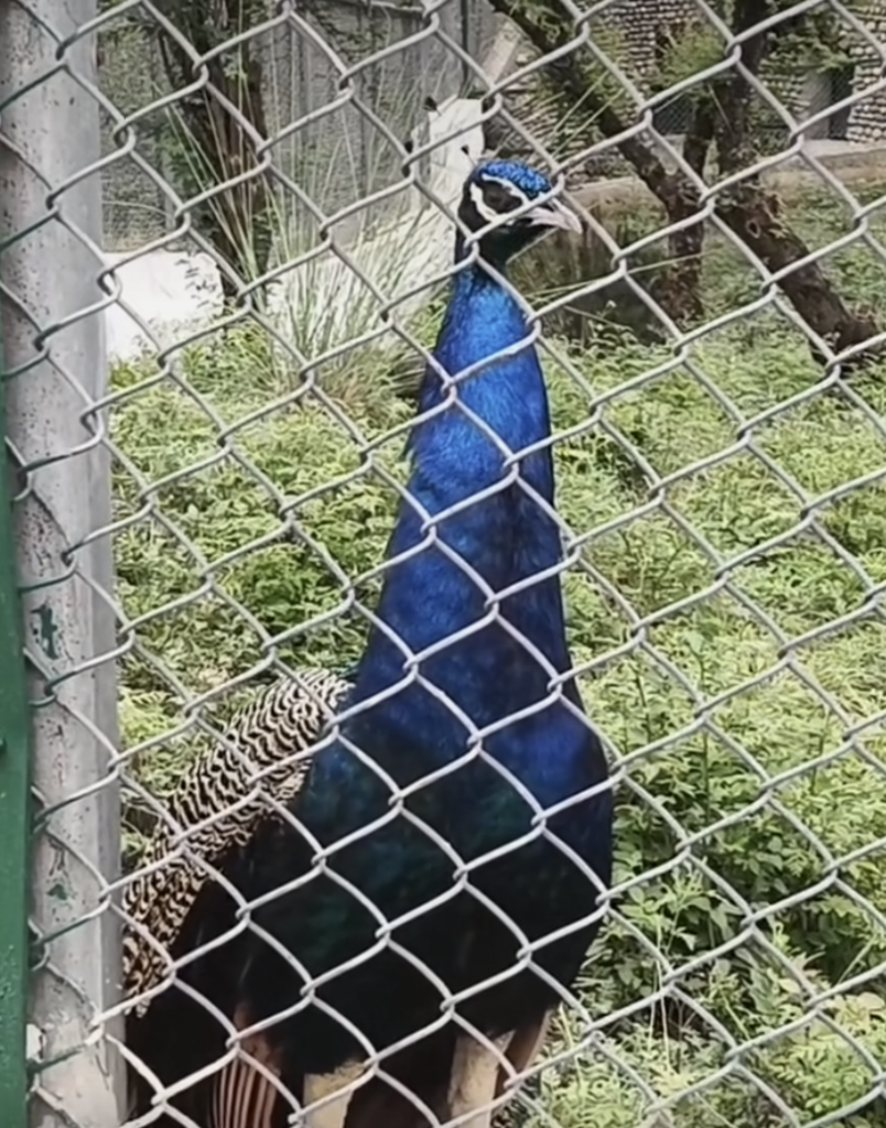 Jambu Zoo in Jammu Welcomes Inmates Of 17 Species