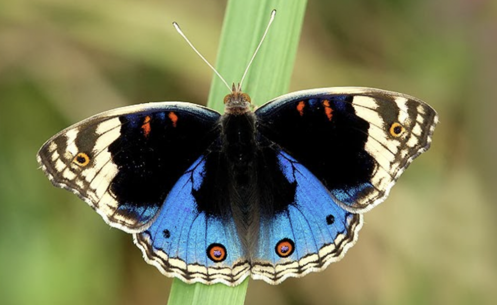 Blue Pansy Declared As ‘Butterfly Of J&K’