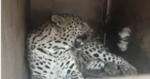  Leopard captured in Doda