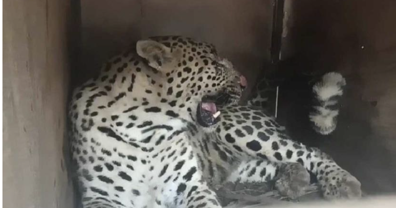 Leopard captured in Doda