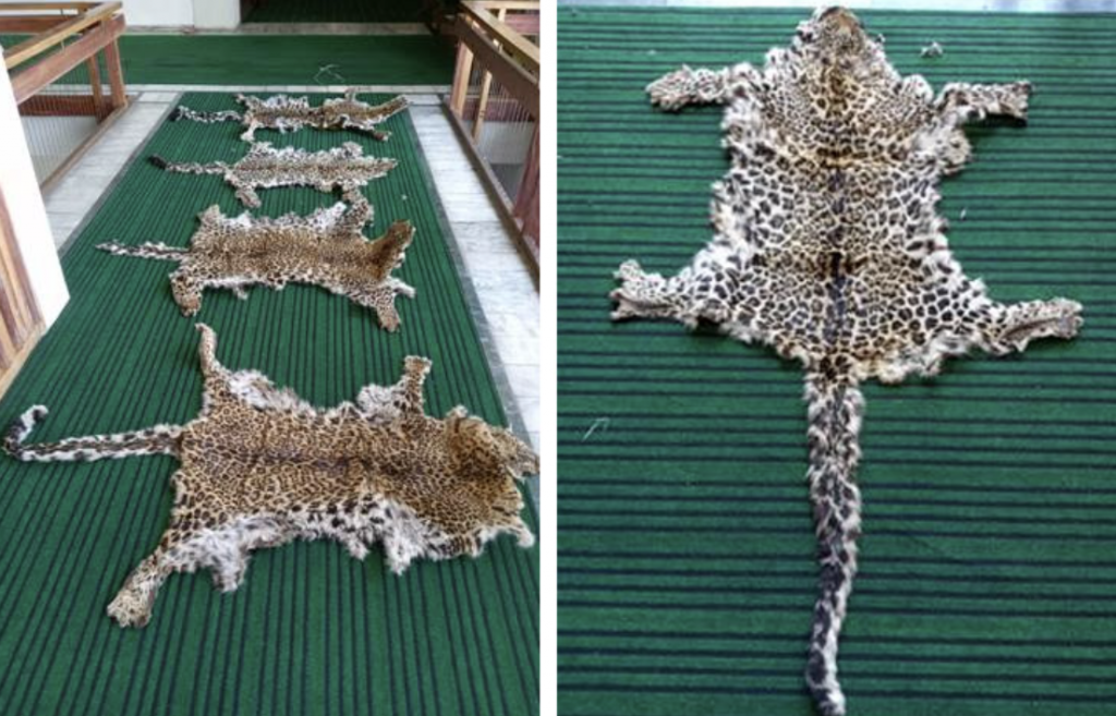 DRI Officials Seize Four Leopard Skin In Srinagar, 8 Arrested