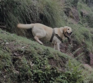  Army dog lays down life shielding handler during Rajouri encounter