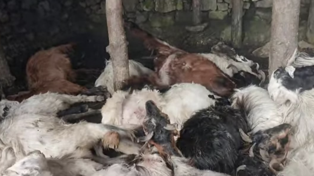 40 Sheep And Goats Perish In Lightning Strike In Ramban