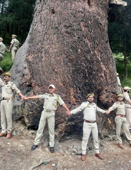 World’s Largest Cedar Tree Found In J&K’s  Doda: Officials