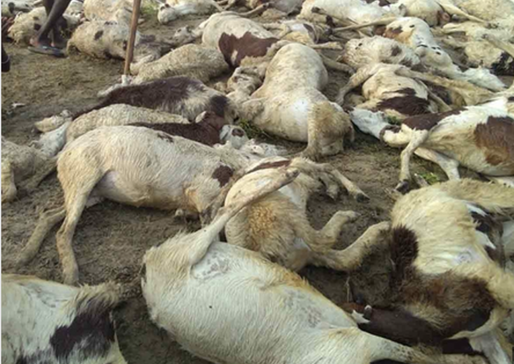 74 Goats, Sheep Killed In Kishtwar Fire