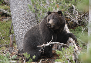 Father, Son Injured In Attack By Wild Bear In Poonch