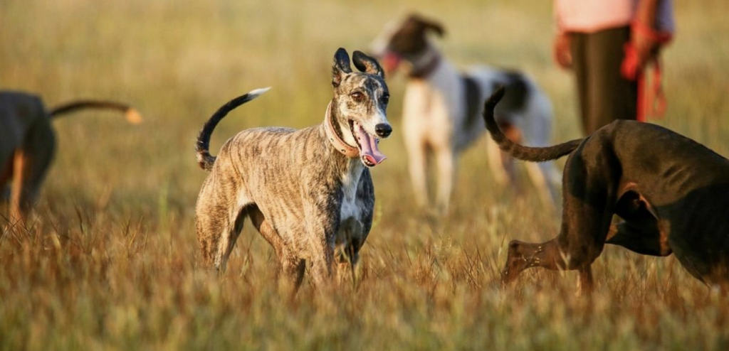 Indian dog breeds to be deployed in police duties soon