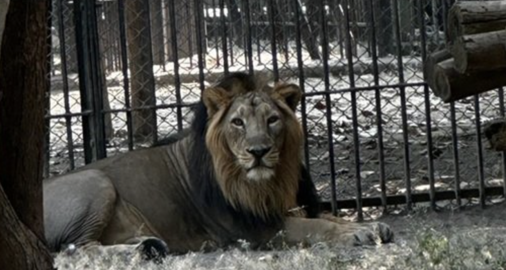 Lion couple from Gujrat to reach Jambu Zoo on 8 Nov