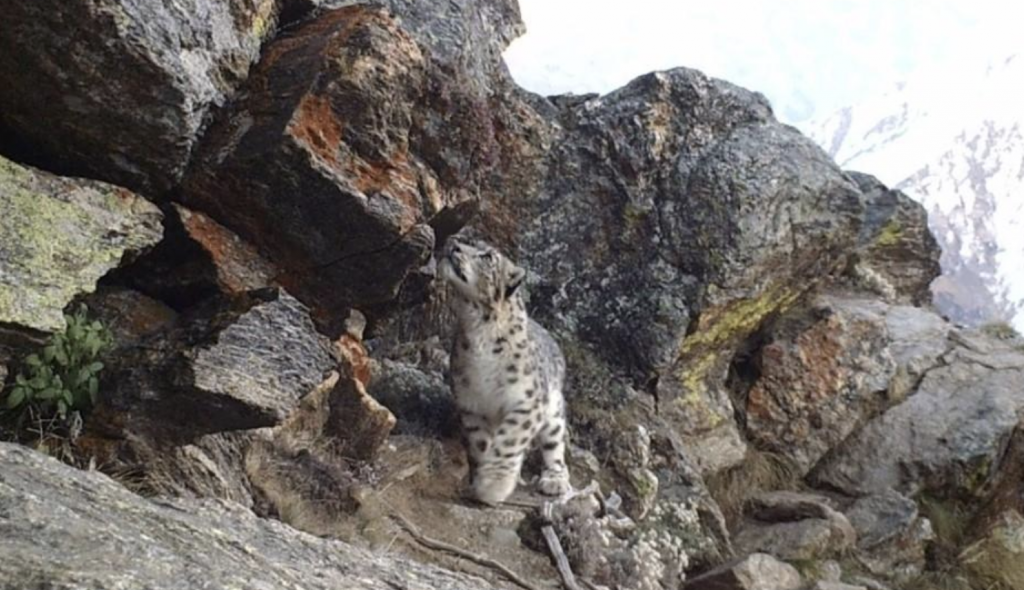 Camera traps spot snow leopard outside national park Kishtwar