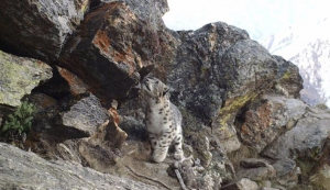 Camera traps spot snow leopard outside national park Kishtwar 