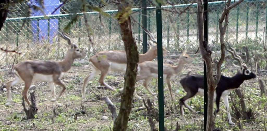 10 black bucks arrive at Jambu Zoo