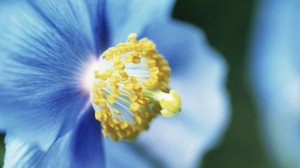 Himalayan blue poppy declared Ladakh’s State Flower