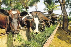 DM bans transportation of bovine animals from Jammu Distt