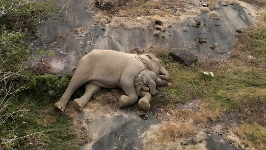 Picture worth a million words! Baby elephant reunited with mother in Tamil Nadu’s tiger reserve