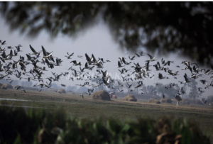 Migratory birds transform Jammu's Gharana wetland into ‘bird-watching paradise'