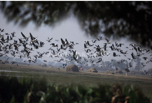 Migratory birds transform Jammu’s Gharana wetland into ‘bird-watching paradise’