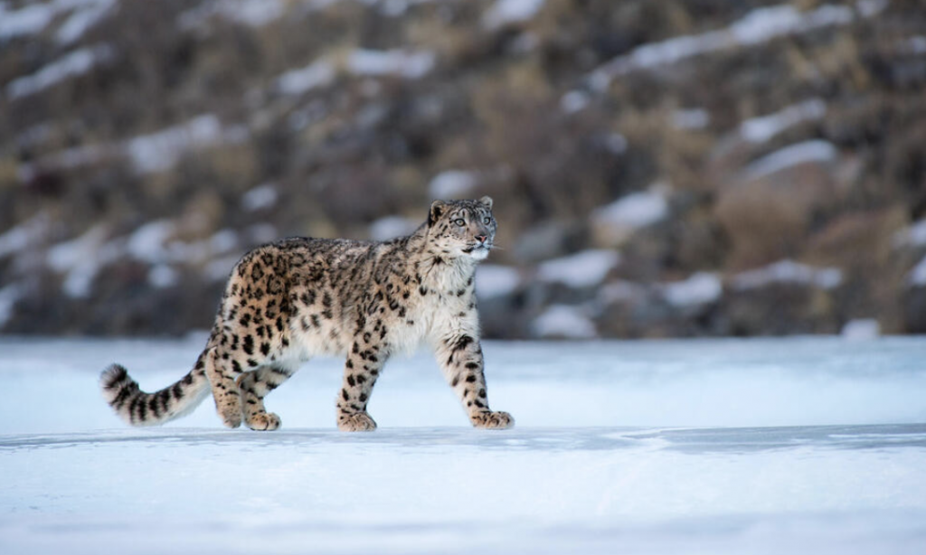 First Scientific Exercise Finds 718 Snow Leopards In India, 477 Alone In Ladakh