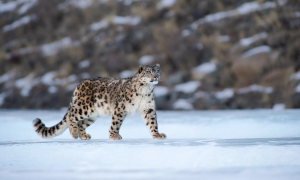 First Scientific Exercise Finds 718 Snow Leopards In India, 477 Alone In Ladakh