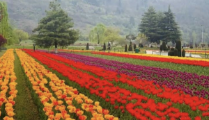 Srinagar’s Iconic Tulip Garden opens to public