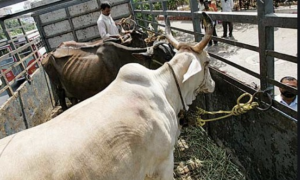 DM bans transportation of bovines from Jammu District