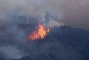 Fire engulfs forest belt in Rajouri