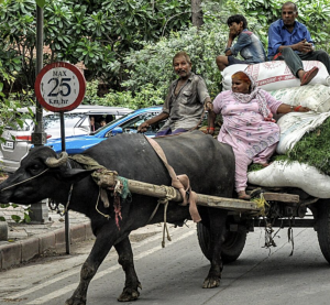 Jammu Summer Heat | Use Of Animals To Draw Vehicles, Carry Load Restricted During Afternoons