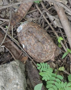 Rusted Old Grenade Found In Janipur Jammu