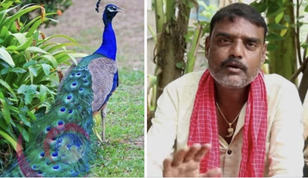 YouTuber In Telangana Booked For Making Video Featuring ‘Peacock Curry’ Recipe