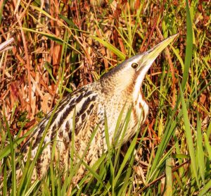 Arrival of Migratory Birds at Wular Lake: Sighting of Rare Bird