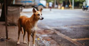 Stray Dogs: SC Says Whole Problem Due To ‘Inaction’ Of Local Authorities, Reserves Order