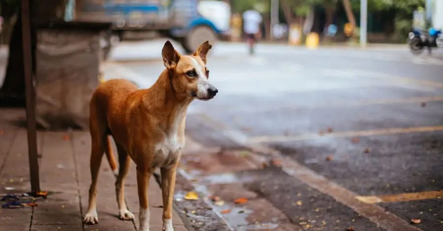 Stray Dogs: SC Says Whole Problem Due To ‘Inaction’ Of Local Authorities, Reserves Order