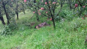 1 Terrorist Killed In Ongoing Encounter In Kulgam