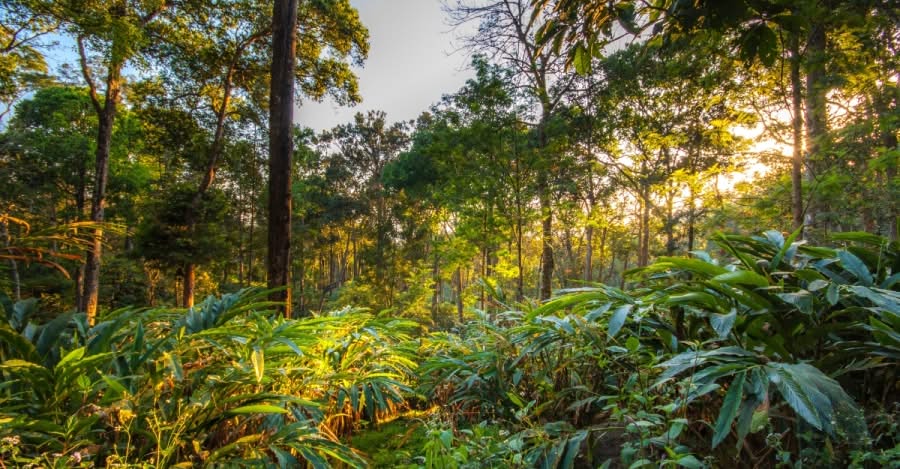 India rises to 9th spot globally in forest area, retains 3rd position in forest gain