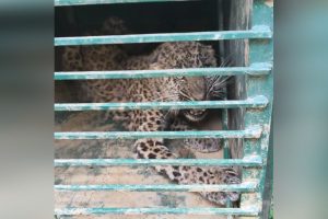 Leopard Captured In Doda Town, Search On For Second