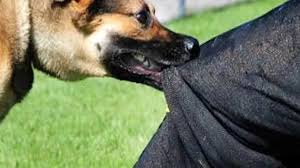 J&K Recorded Over 2 Lakh Dog Bite Cases In Past Three Years: Govt