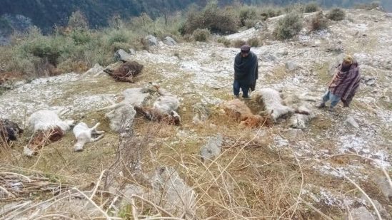 Lightning Strike Kills Around 40 Sheep, Goats In Poonch