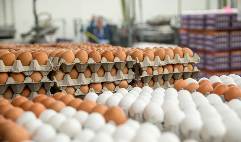 FSSAI Dismisses Cancer Risk Claims, Says Eggs in India Are Safe for Consumption