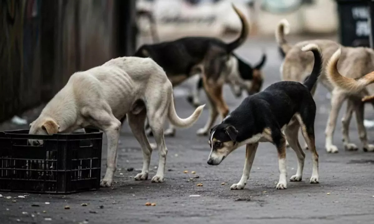 J&K Govt Orders Urban Local Bodies To Secure Schools, Hospitals, Stadiums From Stray Dogs