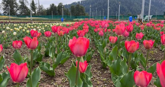 Over 2 Lakh Blooming Tulips Ready To Welcome Visitors At Picturesque Sanasar