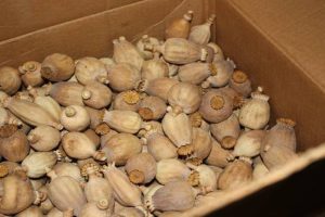 Over 21 Kg Of Poppy Seized In Kathua, 1 Booked