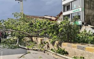 Man Killed, Wife Injured As Tree Falls On Them Amid Strong Winds In Anantnag