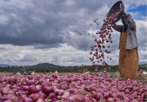 Govt To Sell Onions At Rs 35/Kg In Delhi; 1st ‘Kanda Express’ With 800 Tn Supply To Reach On Wed