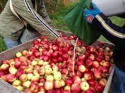 Apple prices rise, growers seek MIS for hail-hit orchards