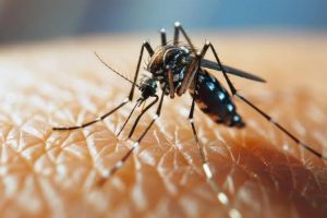 J&K’s Doda Reports 52 Dengue Cases, Civic Bodies Intensify Preventive Measures