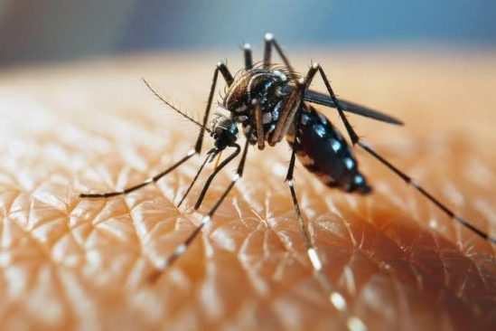 J&K’s Doda Reports 52 Dengue Cases, Civic Bodies Intensify Preventive Measures