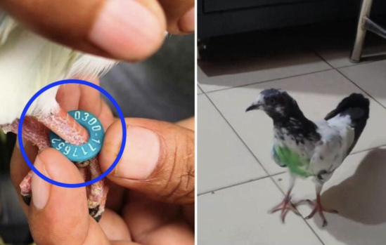 Pigeon With Suspected Pakistani Number Found in Kathua Border Village; Probe Launched