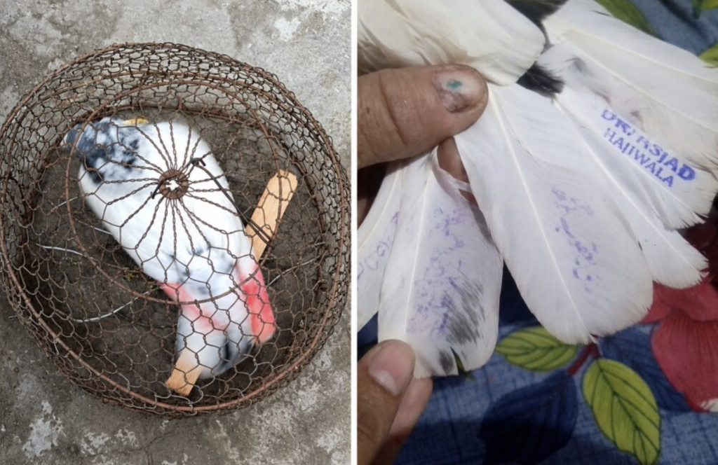 Pakistani Pigeon Found in Khour, Police Take Bird Into Custody